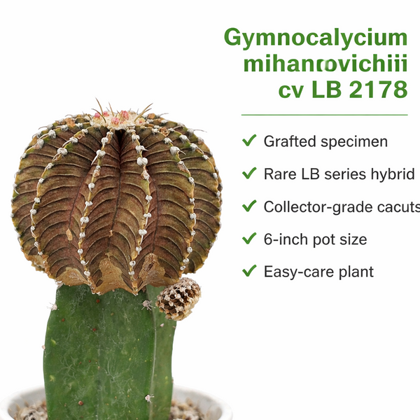 Gymnocalycium mihanovichii cv LB 2178