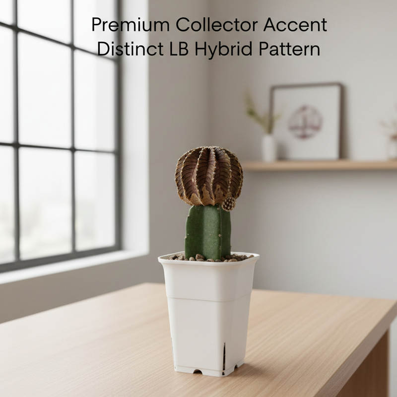 Gymnocalycium mihanovichii cv LB 2178