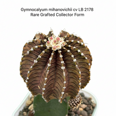 Gymnocalycium mihanovichii cv LB 2178