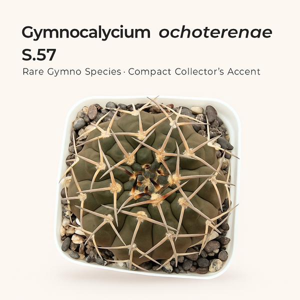 Gymnocalycium ochoterenae S.57