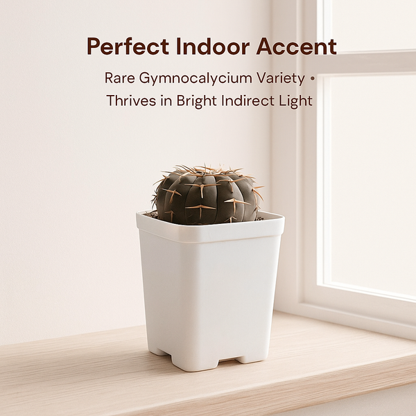 Gymnocalycium ochoterenae S.57