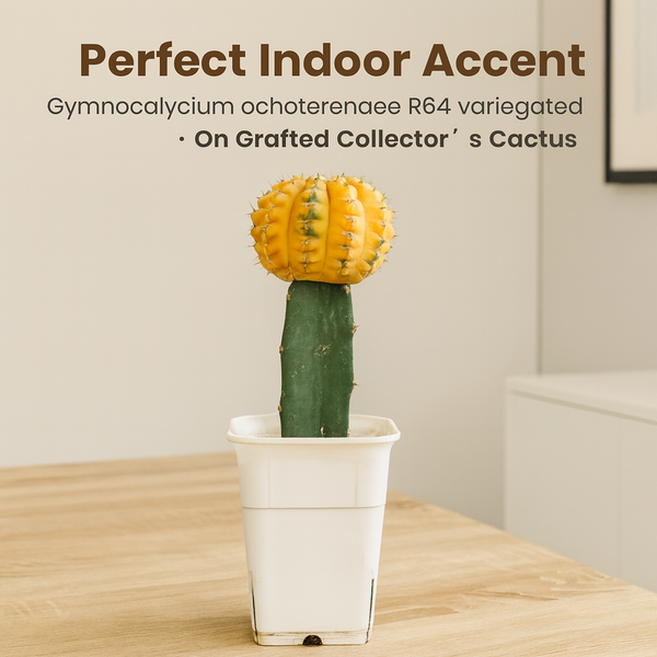 Gymnocalycium ochoterenae cv. vetteri R64 On Grafted