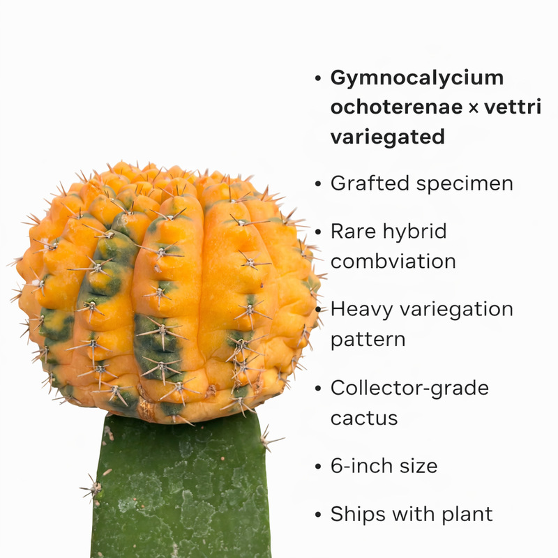 Gymnocalycium ochoterenae x vettri variegated