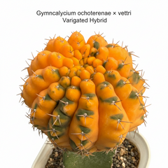 Gymnocalycium ochoterenae x vettri variegated