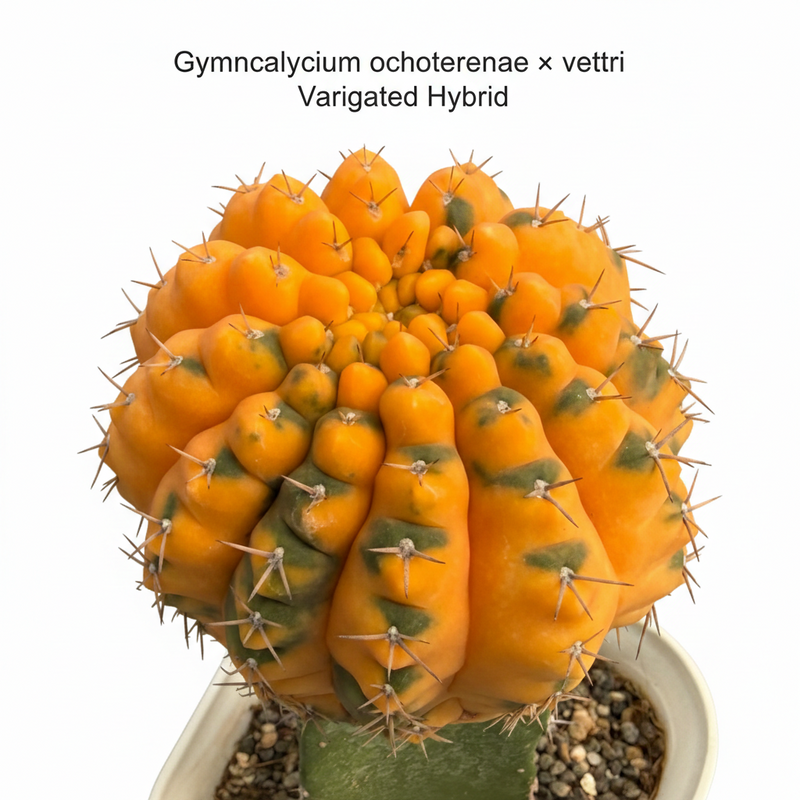 Gymnocalycium ochoterenae x vettri variegated