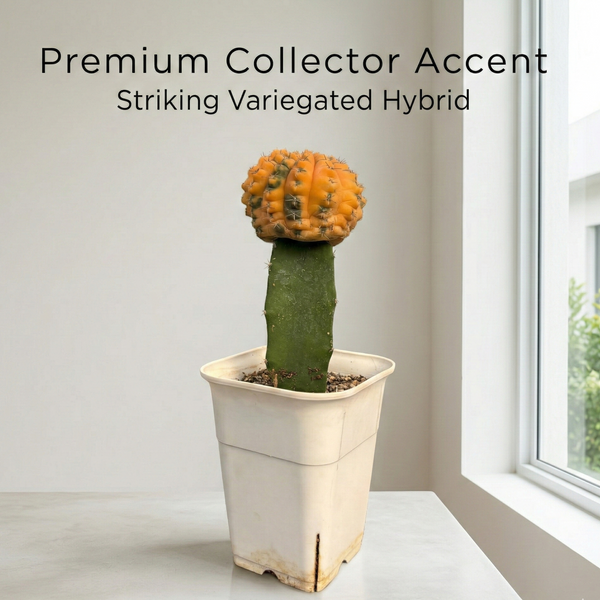 Gymnocalycium ochoterenae x vettri variegated