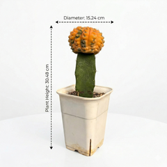 Gymnocalycium ochoterenae x vettri variegated