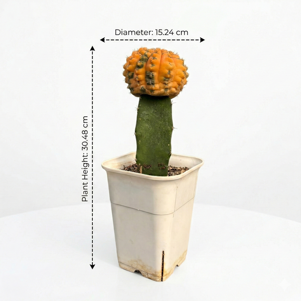 Gymnocalycium ochoterenae x vettri variegated