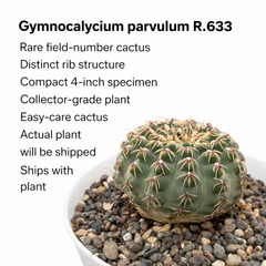 Gymnocalycium parvulum R.633