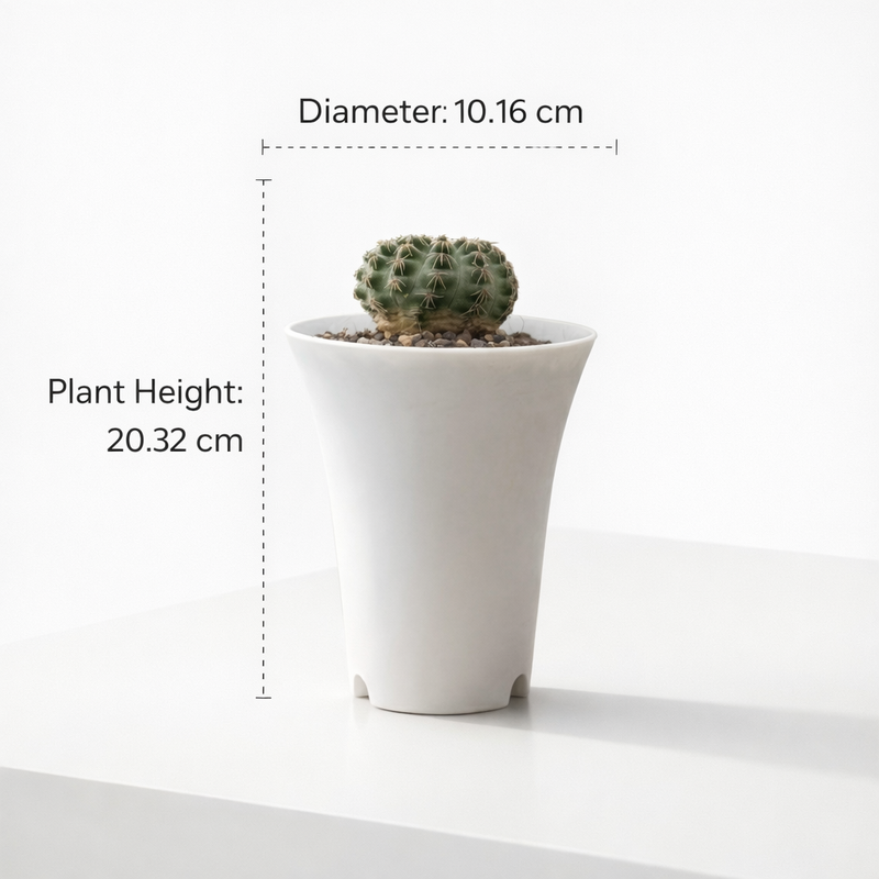 Gymnocalycium parvulum R.633
