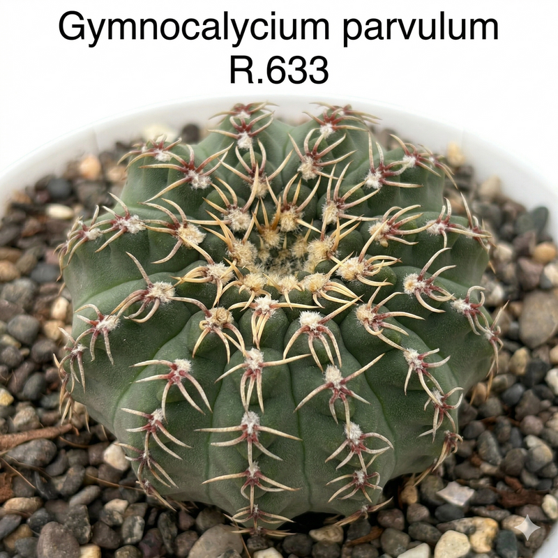 Gymnocalycium parvulum R.633