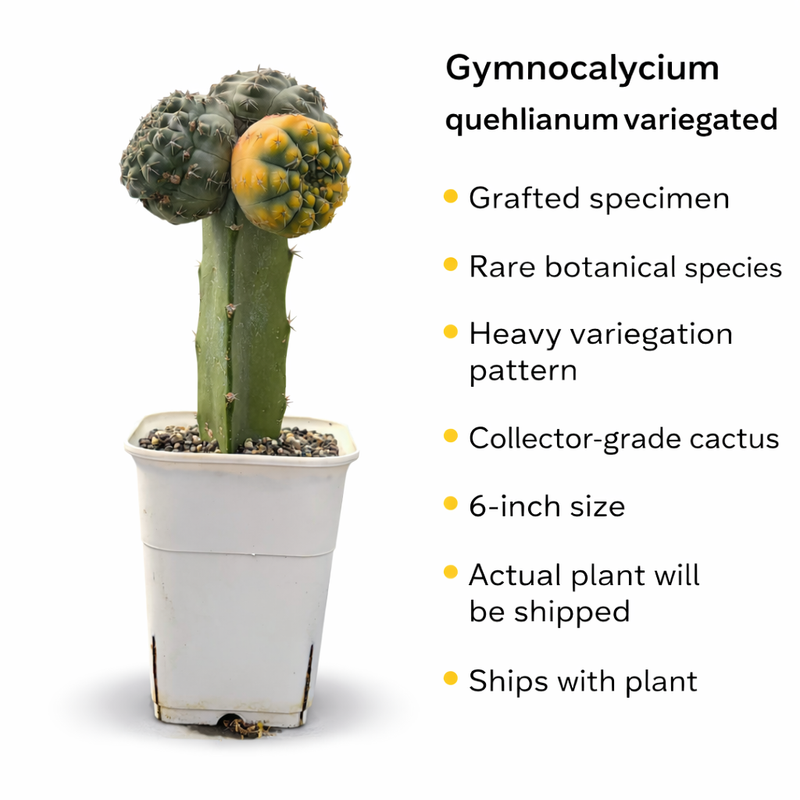 Gymnocalycium quehlianum variegated
