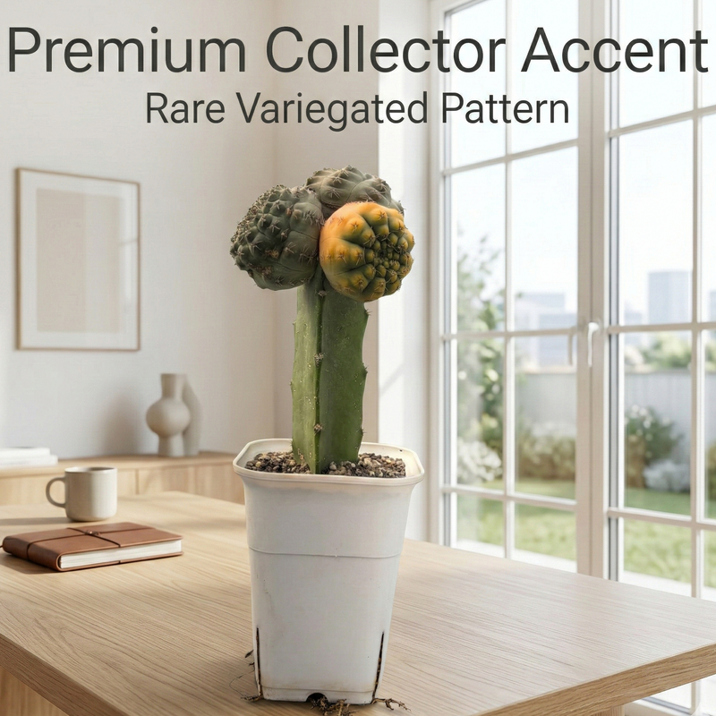 Gymnocalycium quehlianum variegated