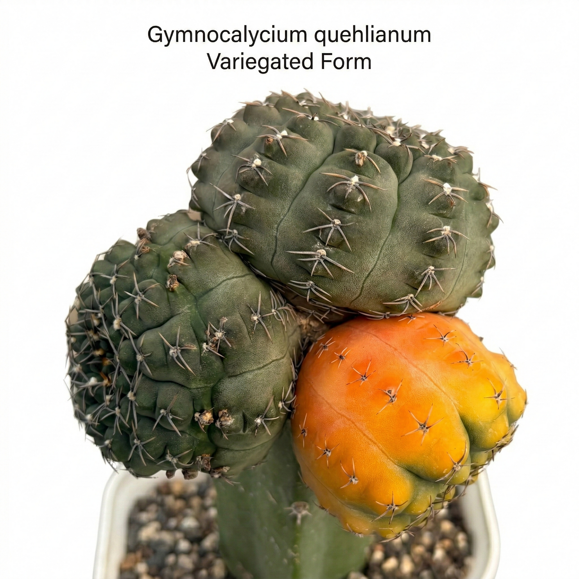 Gymnocalycium Quehlianum Variegated Grafted Cactus Rare Collector