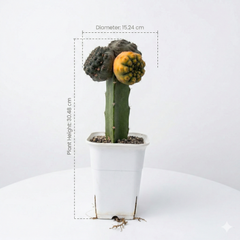 Gymnocalycium quehlianum variegated