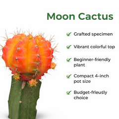 Gymnocalycium red- moon Cactus