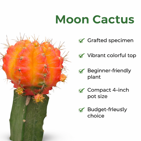 Gymnocalycium red- moon Cactus