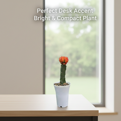 Gymnocalycium red- moon Cactus