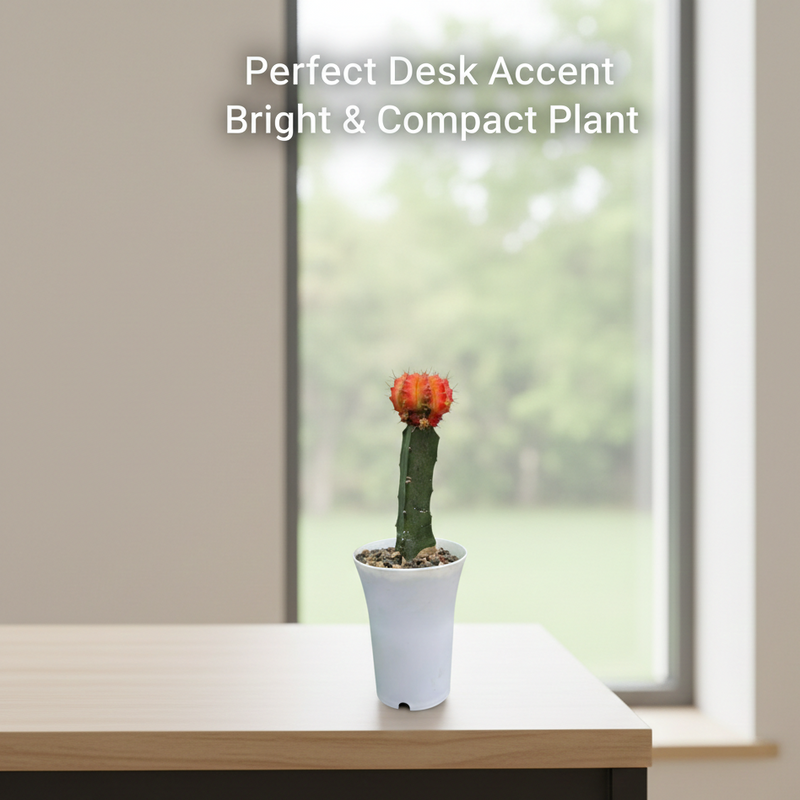 Gymnocalycium red- moon Cactus