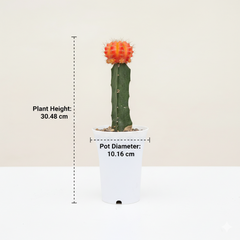 Gymnocalycium red- moon Cactus