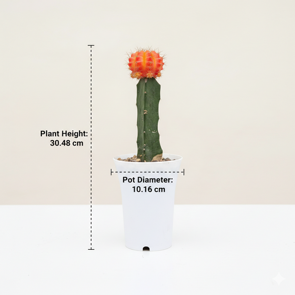 Gymnocalycium red- moon Cactus