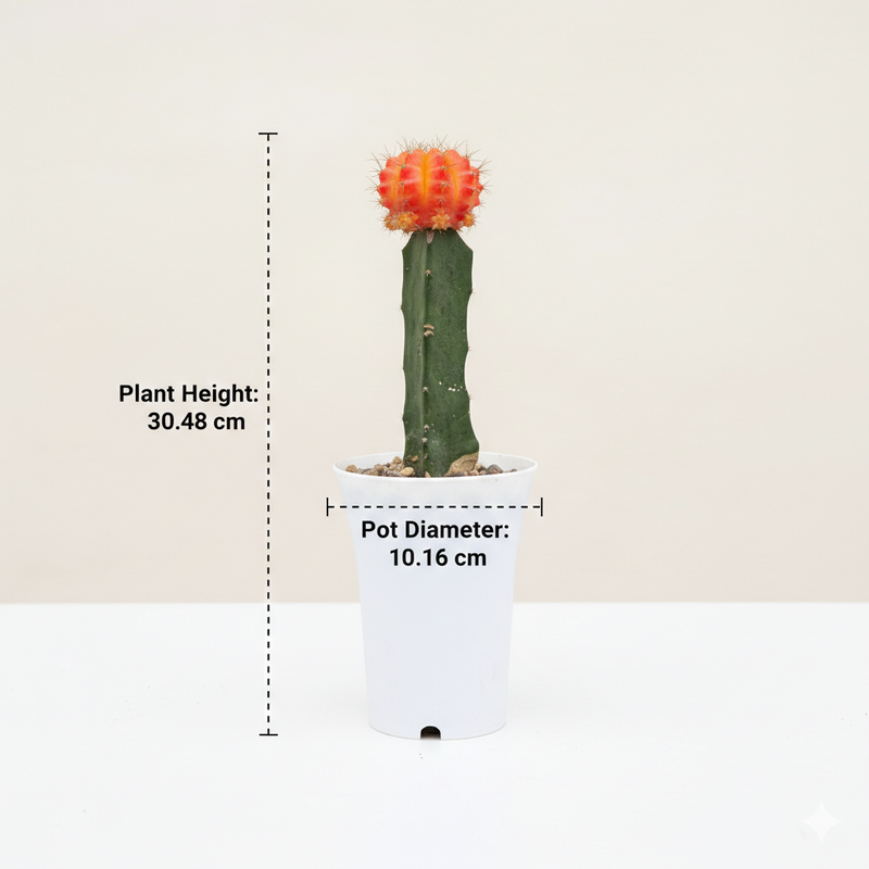 Gymnocalycium red- moon Cactus