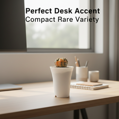 Gymnocalycium stellatum v. Ochoterenae G.46 variegated