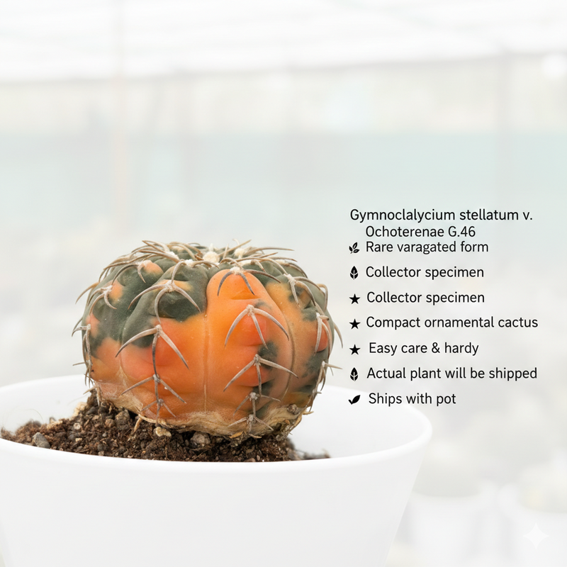 Gymnocalycium stellatum v. Ochoterenae G.46 variegated