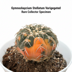 Gymnocalycium stellatum v. Ochoterenae G.46 variegated