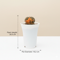 Gymnocalycium stellatum v. Ochoterenae G.46 variegated