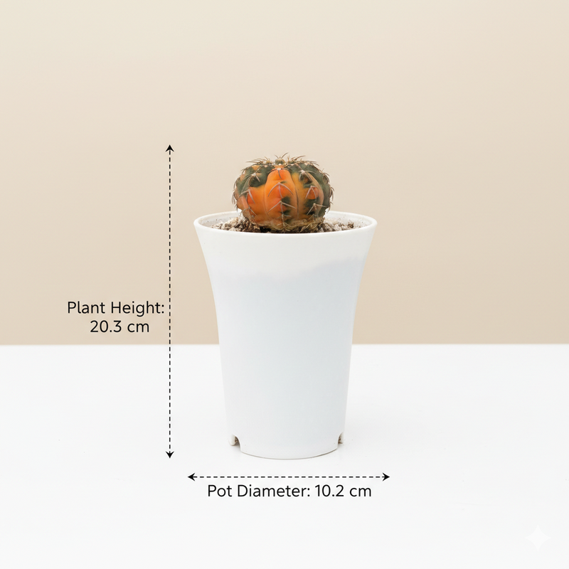 Gymnocalycium stellatum v. Ochoterenae G.46 variegated