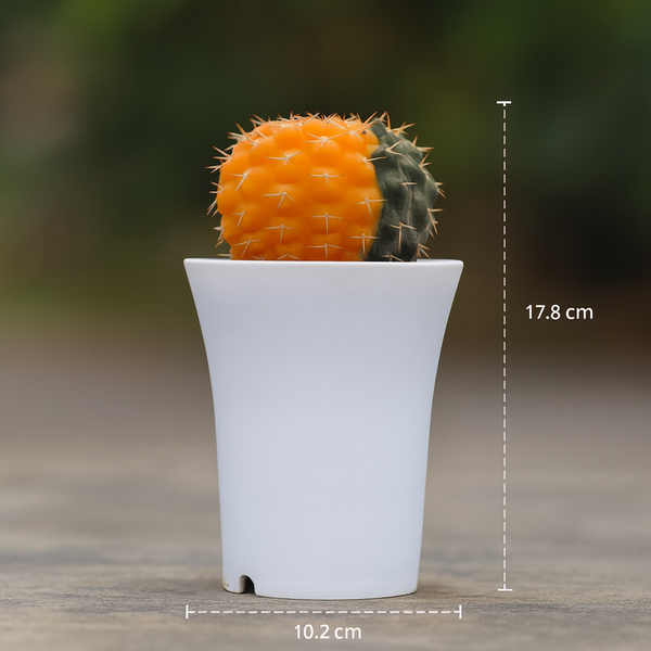 Gymnocalycium stellatum var. paucispinum variegated