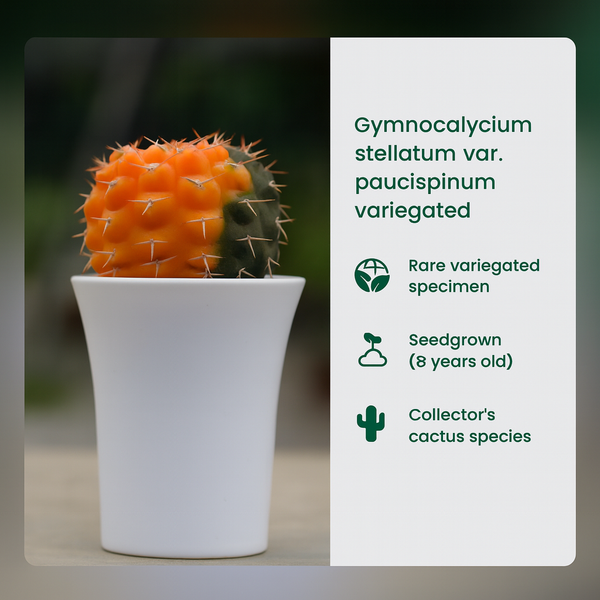 Gymnocalycium stellatum var. paucispinum variegated