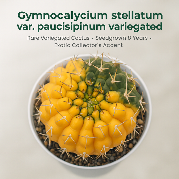 Gymnocalycium stellatum var. paucispinum variegated