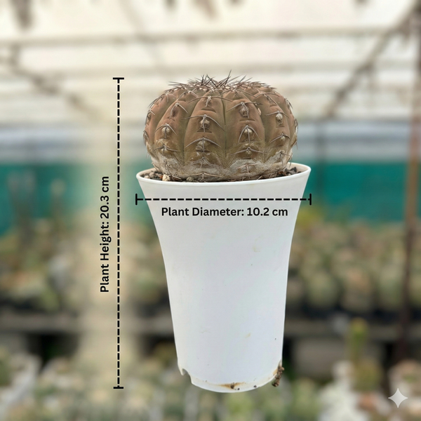 Gymnocalycium triacanthum