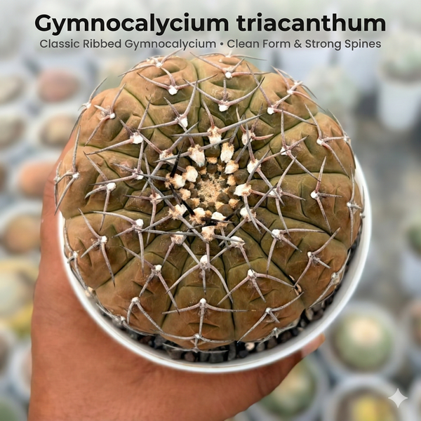 7-Year-Old Mature Gymnocalycium triacanthum Cactus - Samarth Cactus Nursery India.