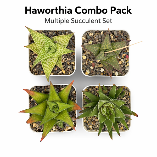 Haworthia combo
