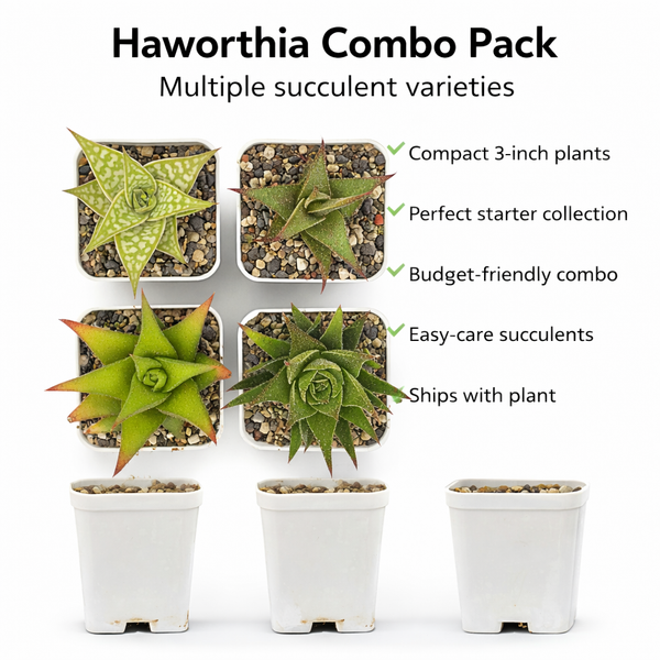 Haworthia combo