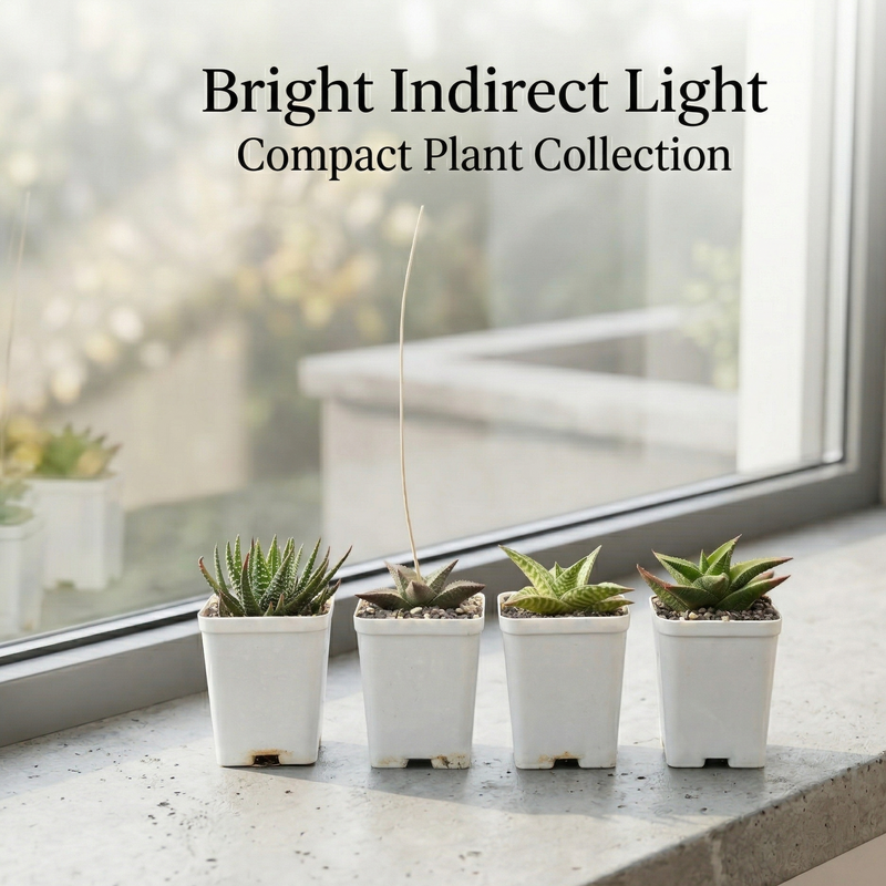 Haworthia combo