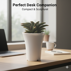 Haworthia koelmaniorum kintaikyo