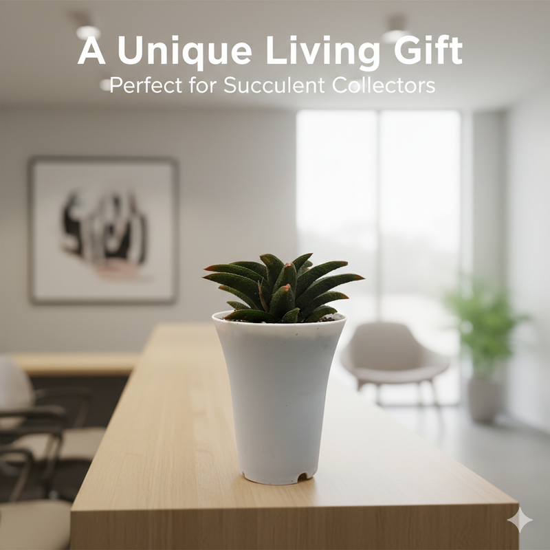 Haworthia koelmaniorum kintaikyo