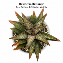 Haworthia koelmaniorum kintaikyo