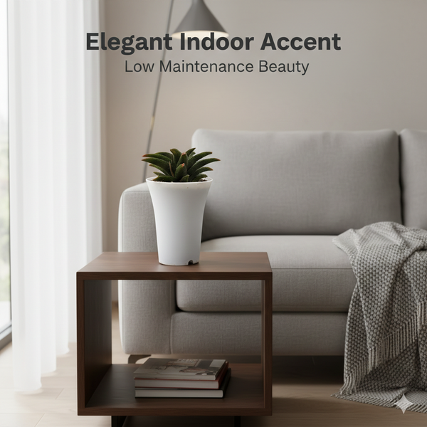 Haworthia koelmaniorum kintaikyo