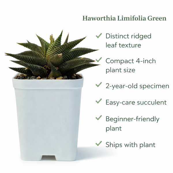 Haworthia limifolia Green