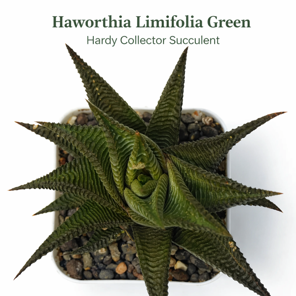 Haworthia limifolia Green