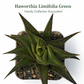 Haworthia limifolia Green