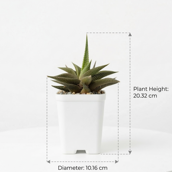 Haworthia limifolia Green