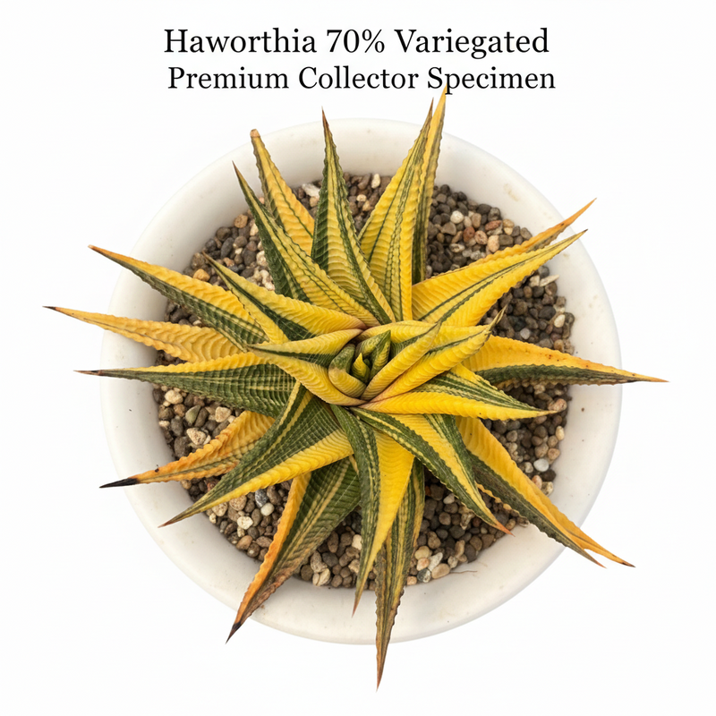 Haworthia limifolia variegated