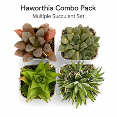 Haworthia Succulent Combo (Pack of 4) - Low Maintenance Indoor Plants.