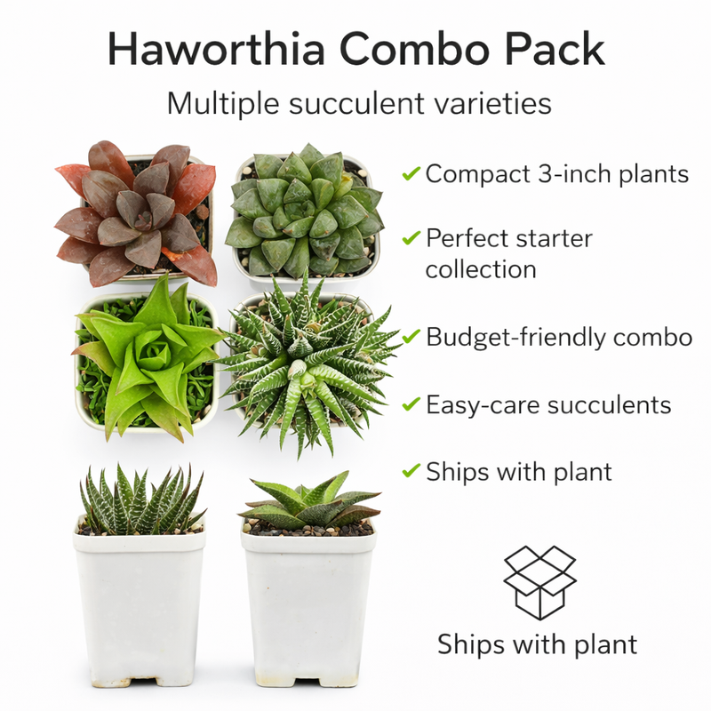 Haworthia Succulent Combo (Pack of 4) - Low Maintenance Indoor Plants.
